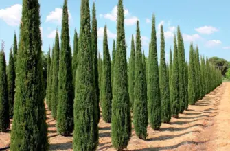 Кипарис Cupressus sempervirens