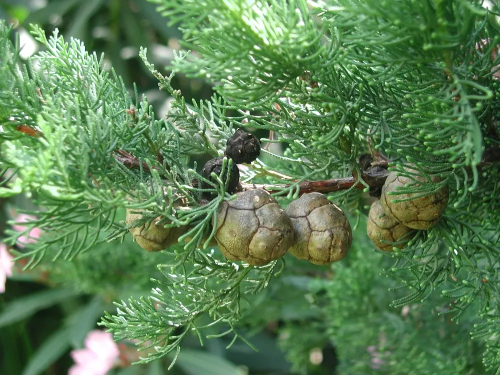 Кипарис вечнозеленый Cupressus sempervirens