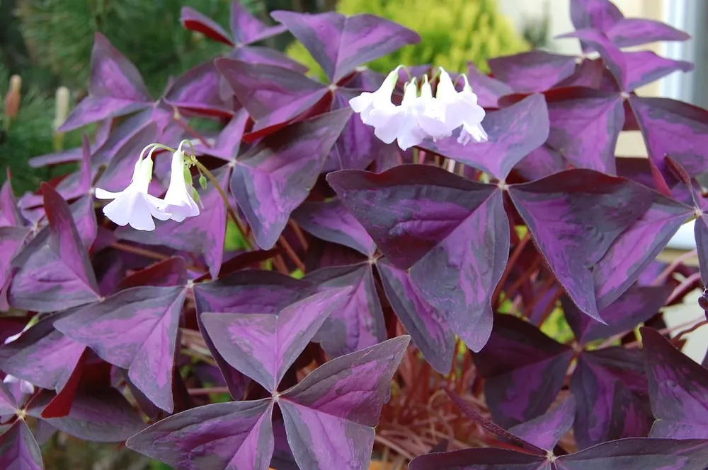 Кислица треугольная Oxalis triangularis