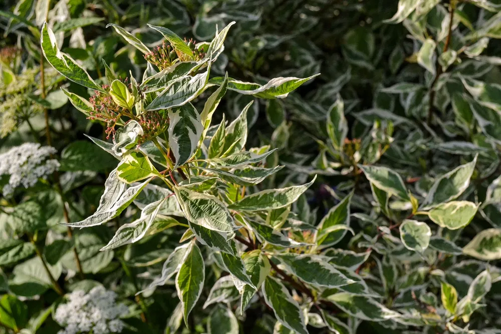 Кизил Cornus Alba