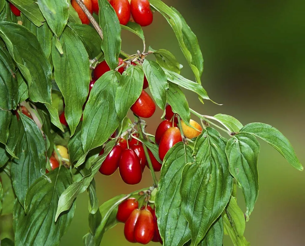 Кизил Cornus mas