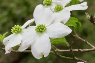 Кизил Dogwood