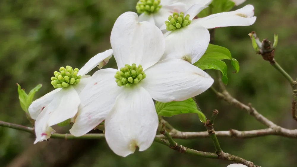 Кизил Dogwood