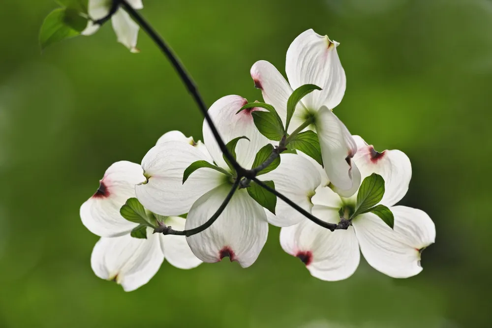 Кизил Dogwood