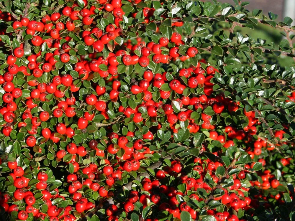 Кизильник Cotoneaster