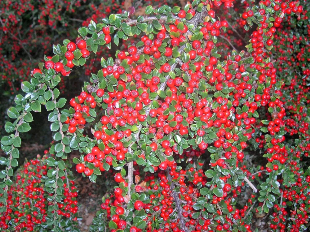 Кизильник Cotoneaster horizontalis