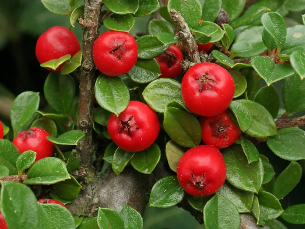 Кизильник Даммера Cotoneaster dammeri