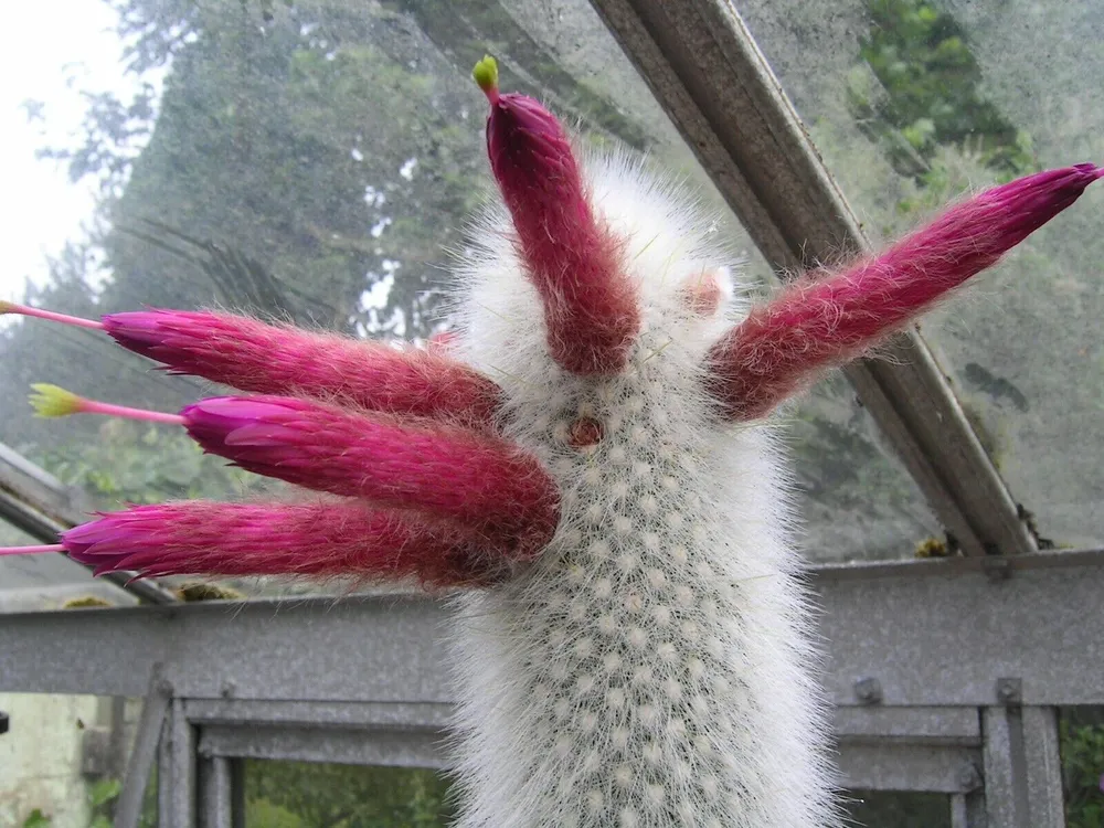 Клейстокактус Штрауса Cleistocactus Strausii