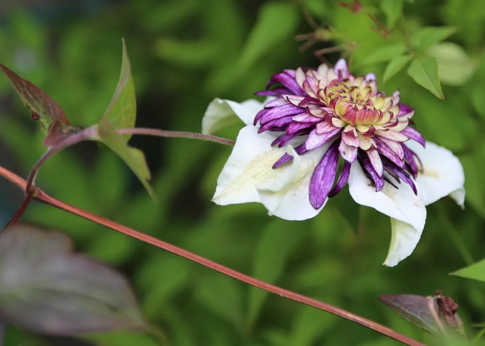 Клематис Clematis Floral Dance