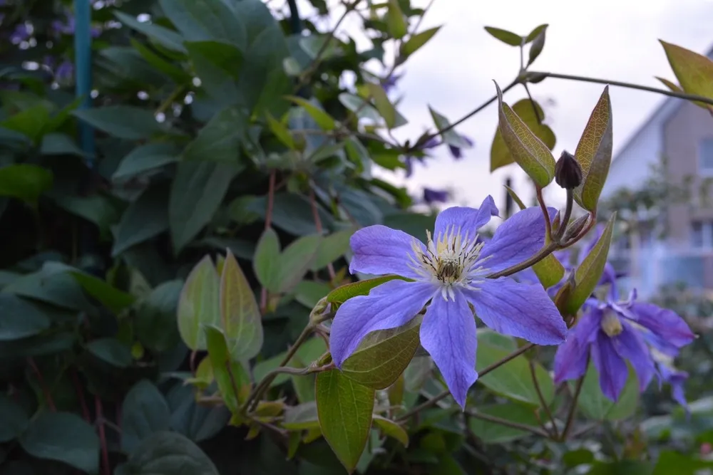 Клематис Clematis Marmori