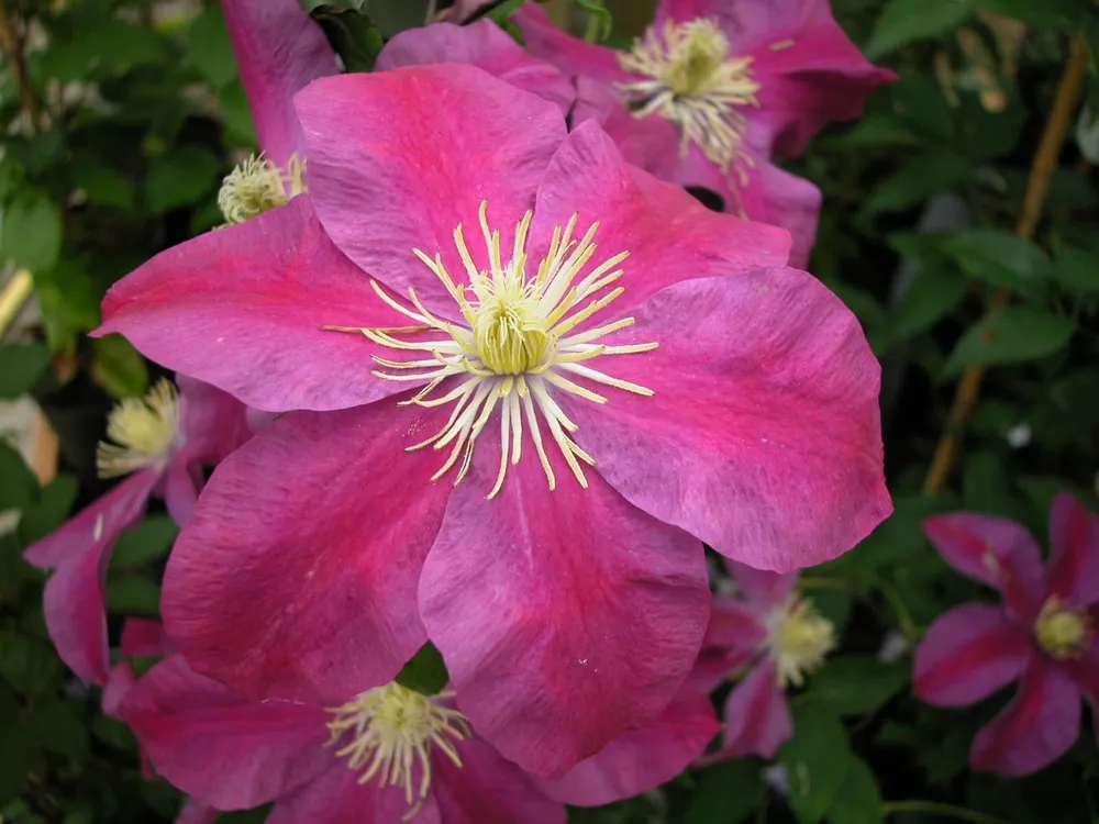 Клематис Clematis Sunset