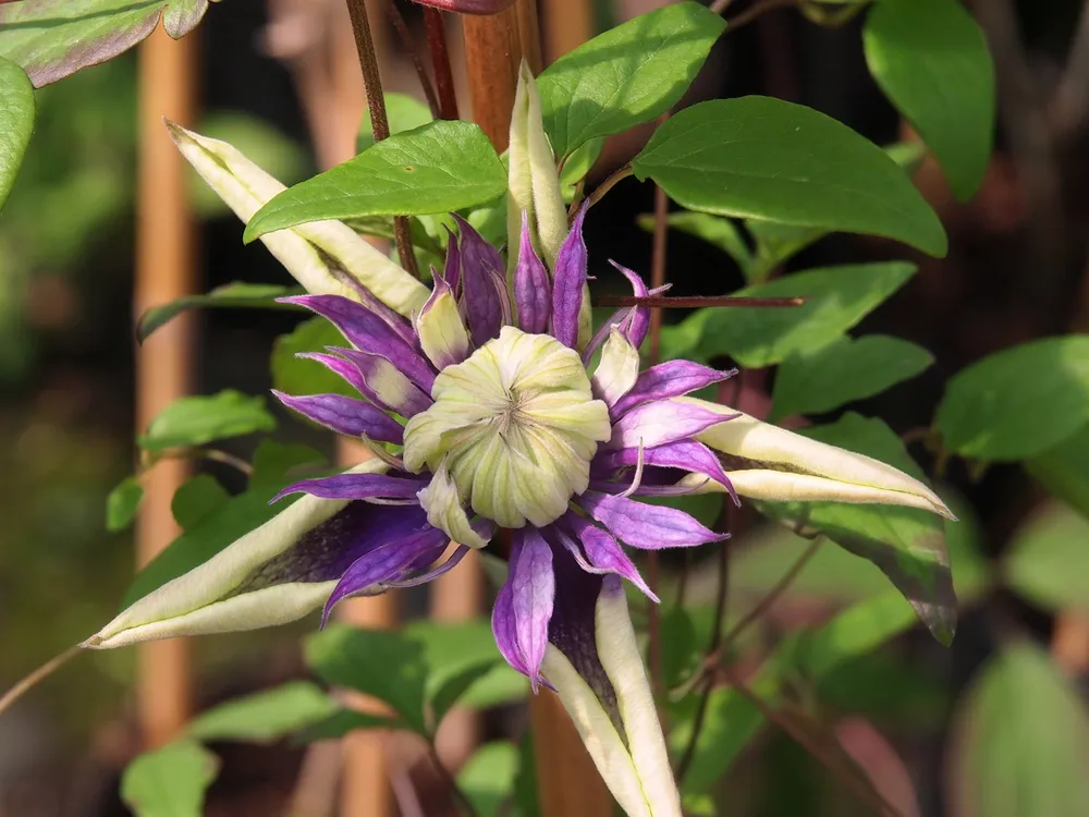 Клематис Clematis Taiga