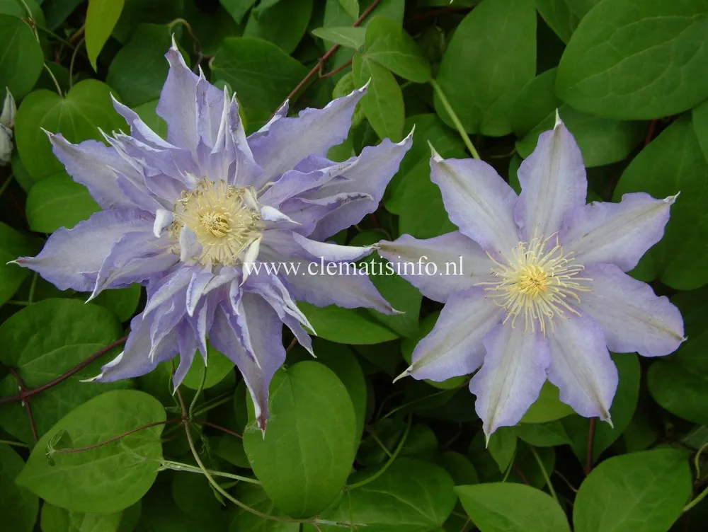 Клематис Clematis Thyrislund