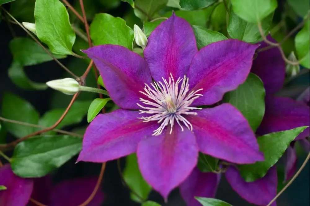 Клематис Clematis Thyrislund