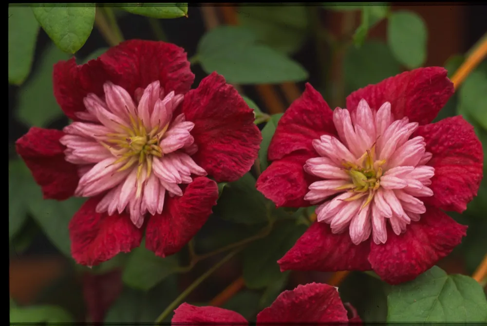 Клематис Clematis Viennetta