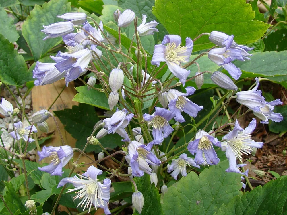 Клематис heracleifolia ‘Mrs. Robert Brydon’