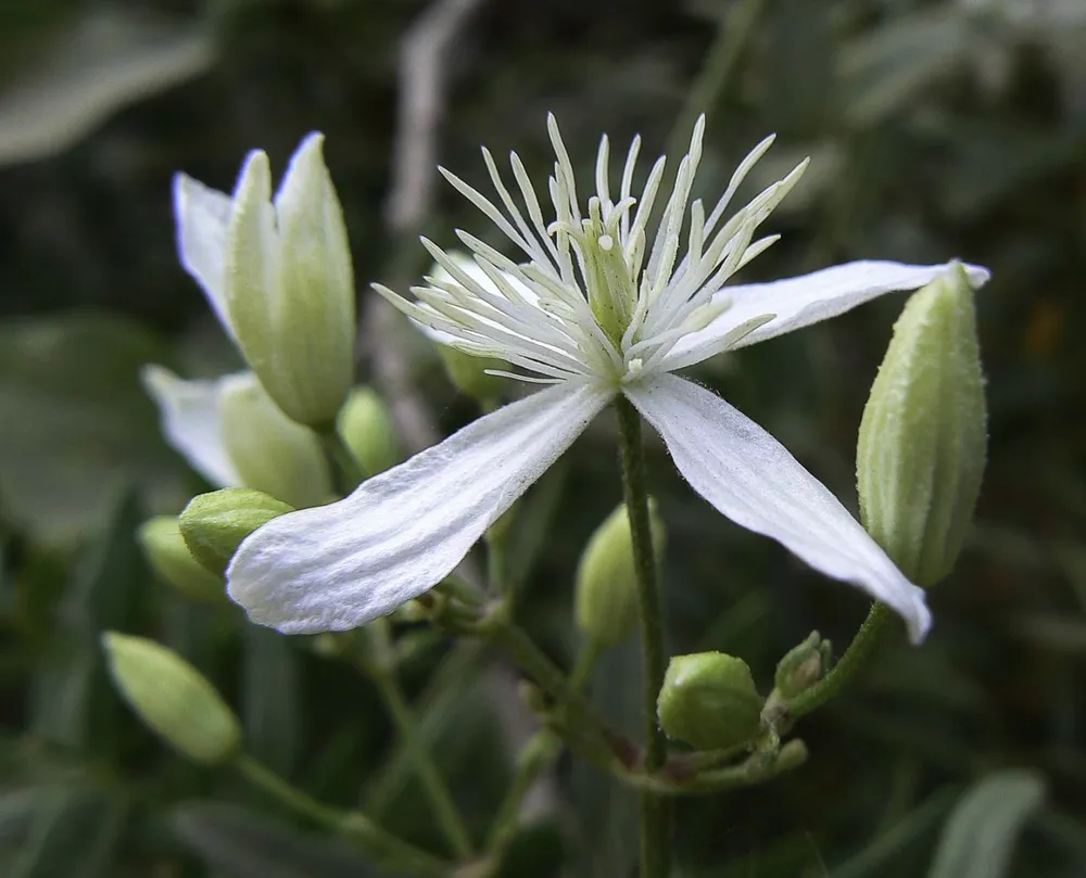 Клематис Ломонос Clematis flammula