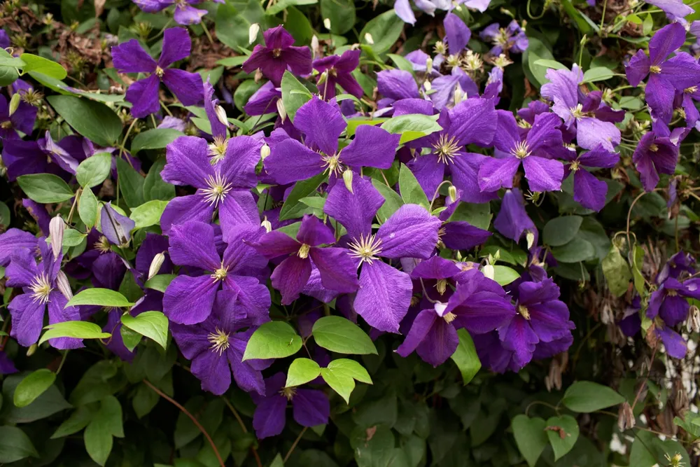 Клематис пантер Clematis Panther