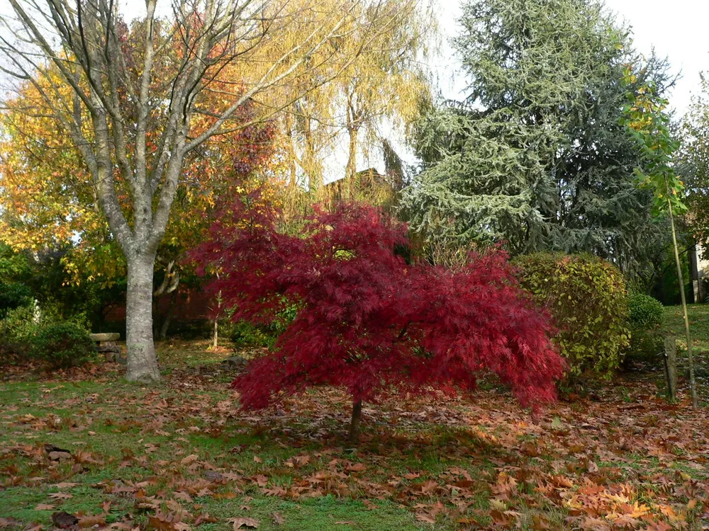 Клен Acer palmatum Atropurpureum