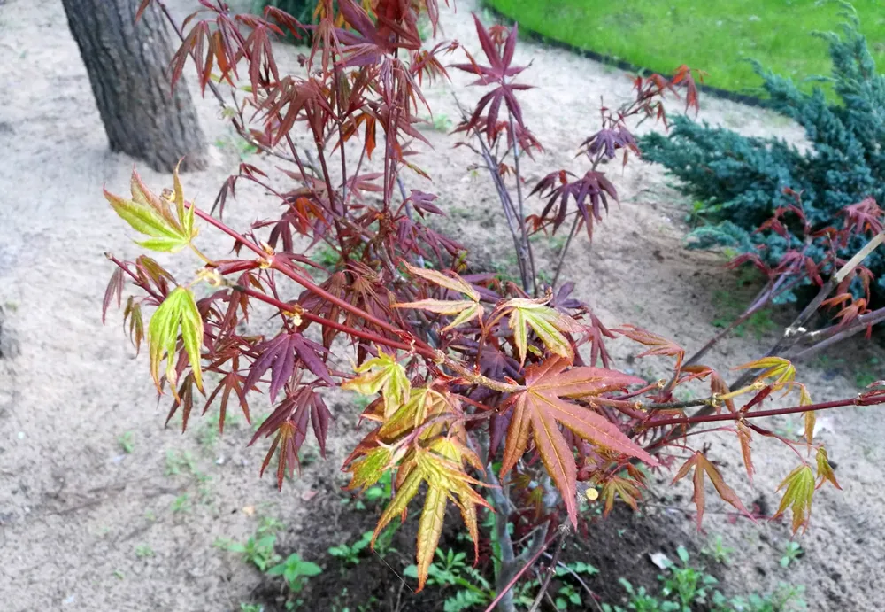 Клен Acer palmatum Atropurpureum