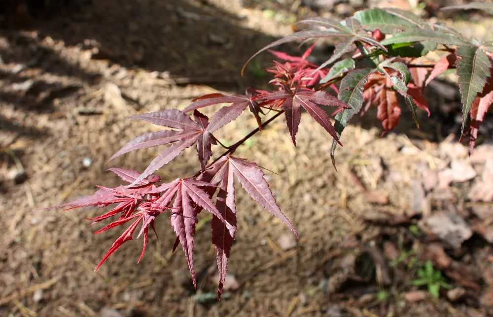 Клен Acer palmatum Atropurpureum