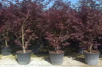 Клен Acer palmatum Bloodgood