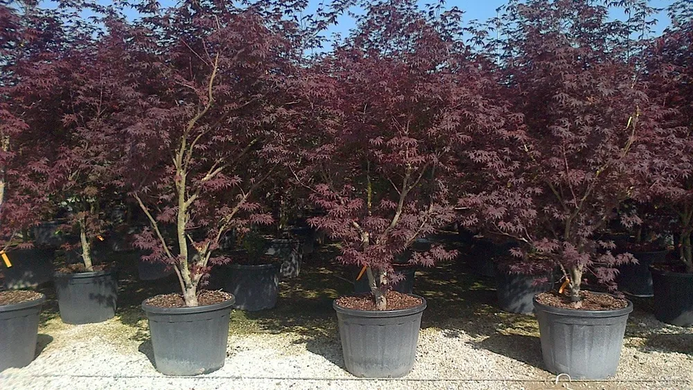 Клен Acer palmatum Bloodgood