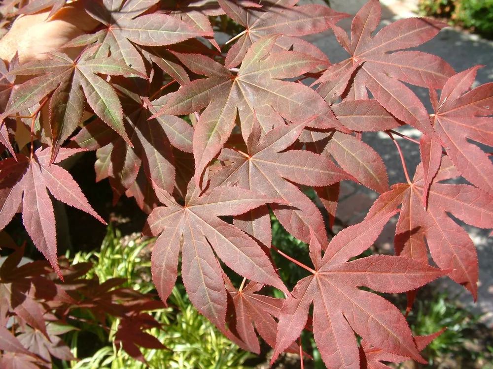 Клен Acer palmatum Bloodgood