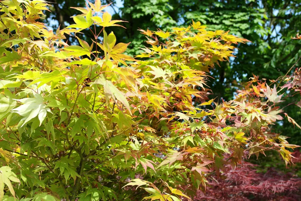 Клен дланевидный Acer palmatum