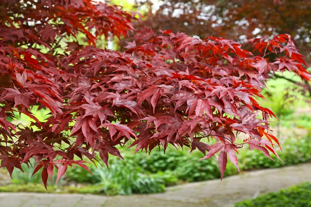 Клен дланевидный Acer palmatum