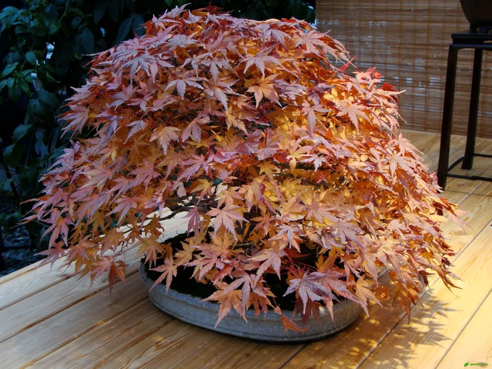 Клен дланевидный Acer palmatum