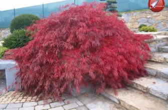 Клен дланевидный Acer palmatum