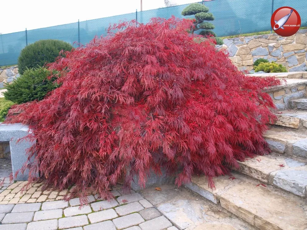 Клен дланевидный Acer palmatum