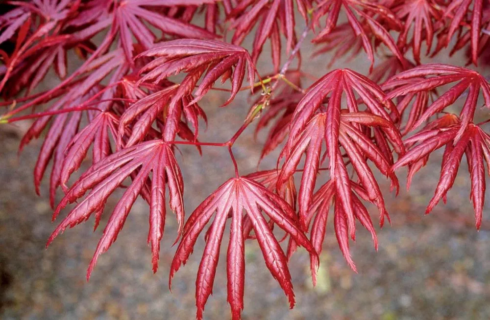 Клен дланевидный Acer palmatum