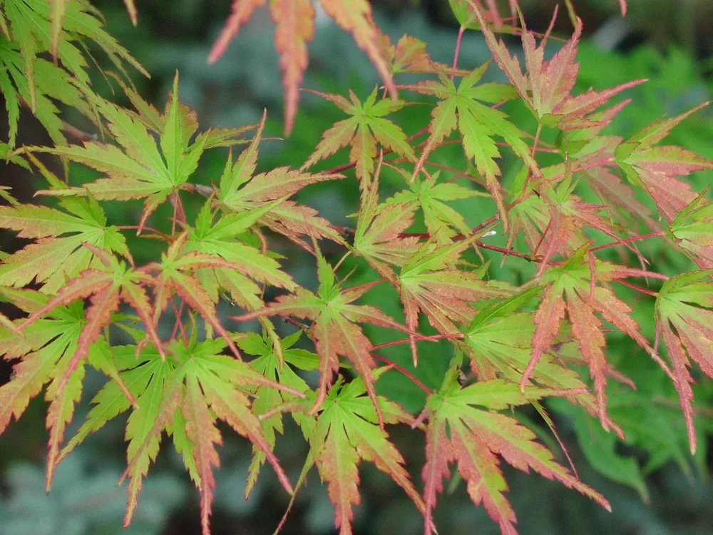 Клен дланевидный palmatum