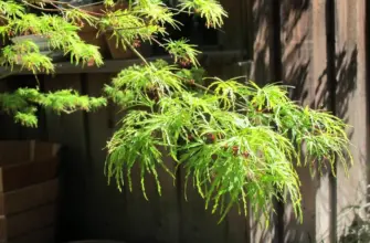 Клён дланевидныйвеерный Acer palmatum