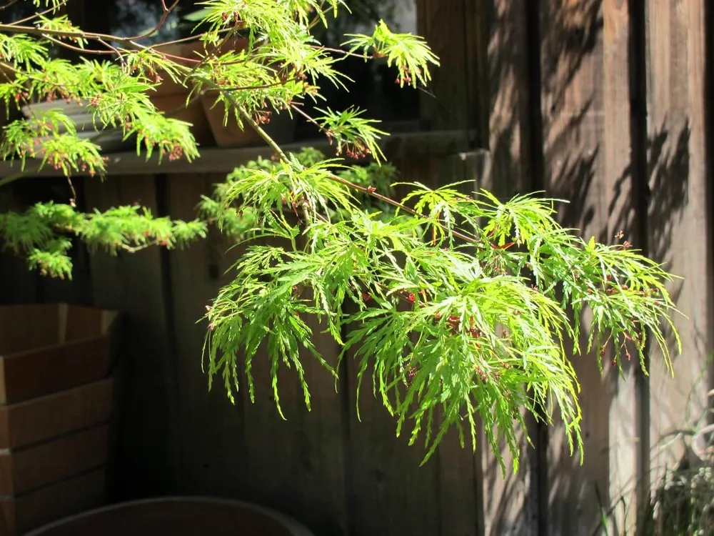 Клён дланевидныйвеерный Acer palmatum