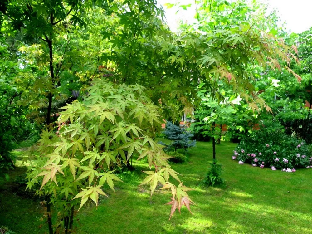 Клён дланевидныйвеерный Acer palmatum