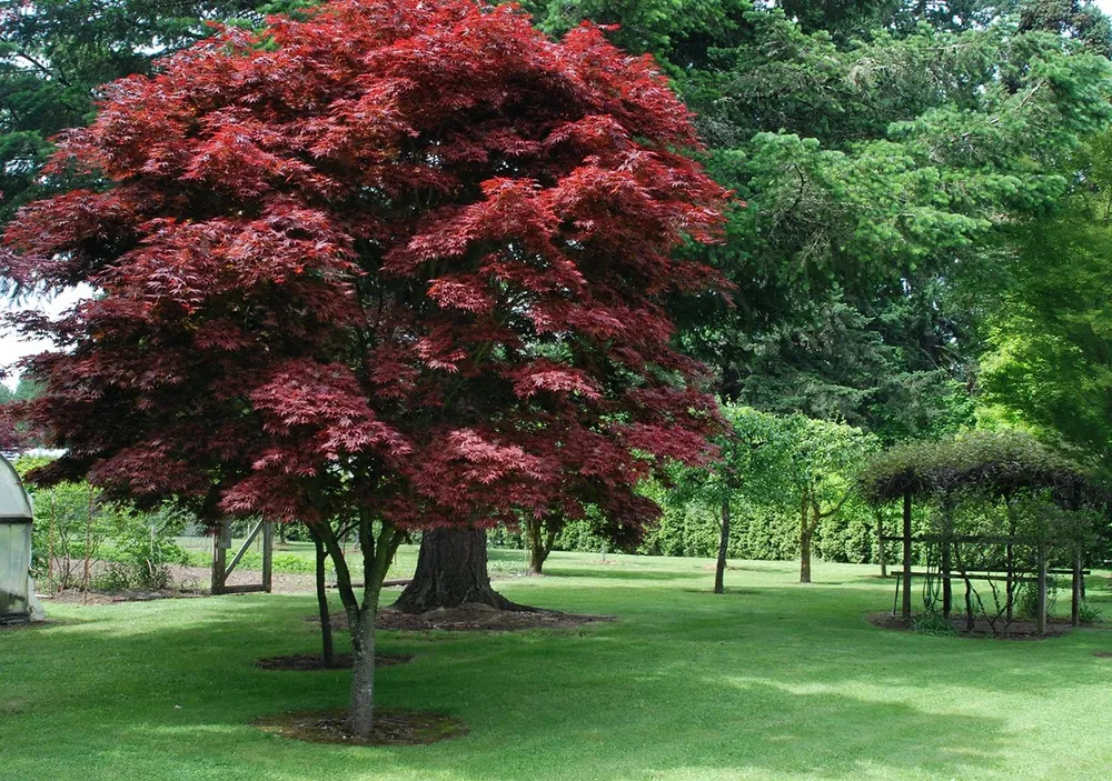 Клен японский веерный Acer palmatum