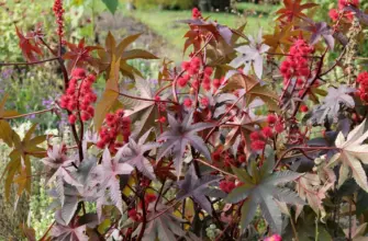 Клещевина Ricinus communis