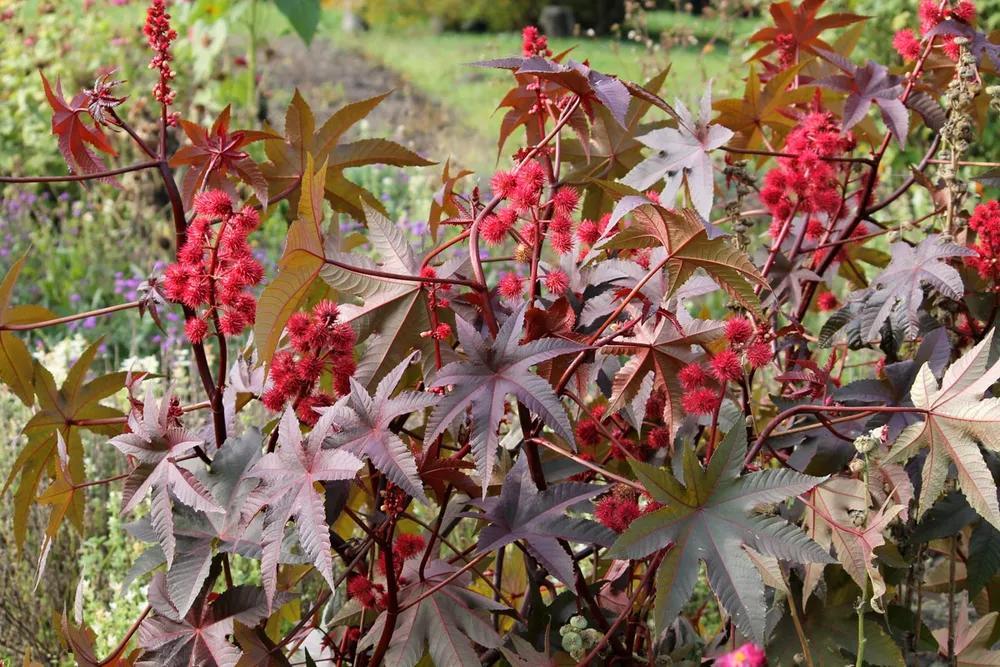 Клещевина Ricinus communis