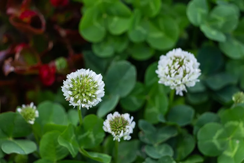 Клевер ползучий Trifolium repens