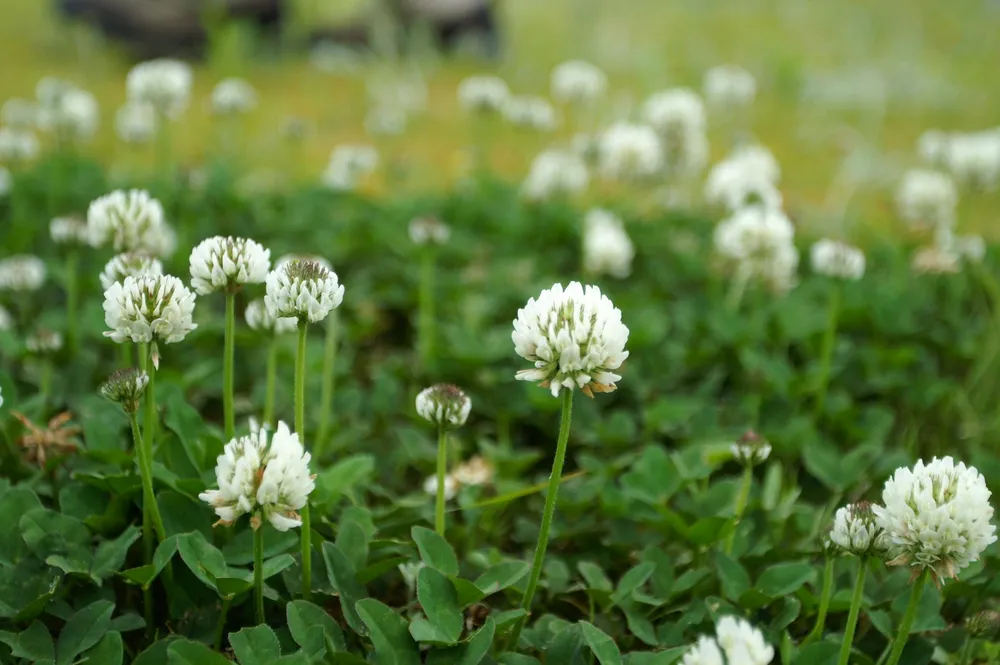 Клевер ползучий Trifolium repens