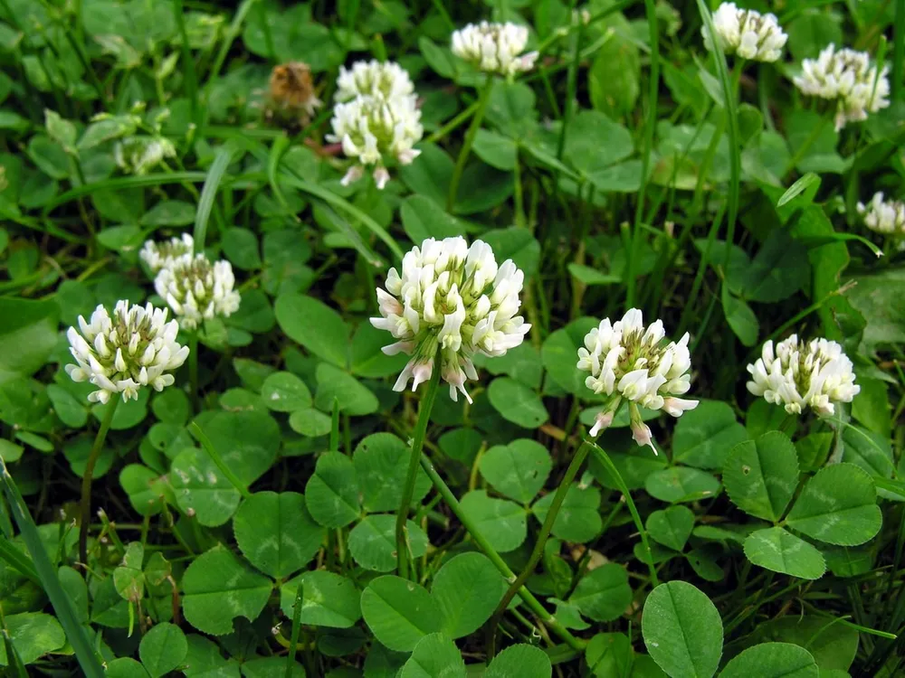 Клевер ползучий Trifolium repens