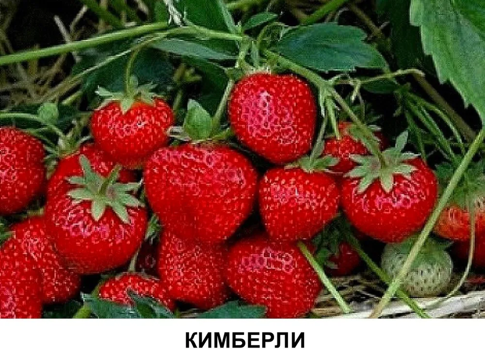 Клубника Зенга Зенгана