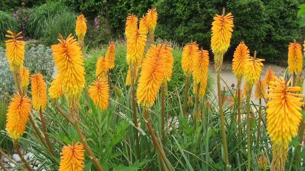 Книфофия Ягодная Kniphofia uvaria