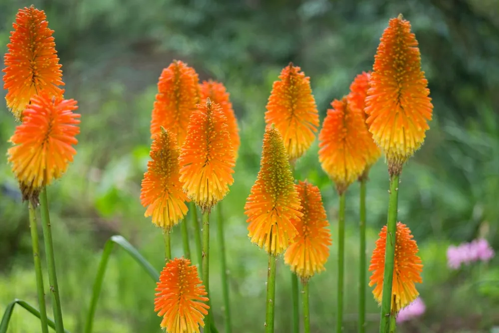 Книфофия Ягодная Kniphofia uvaria