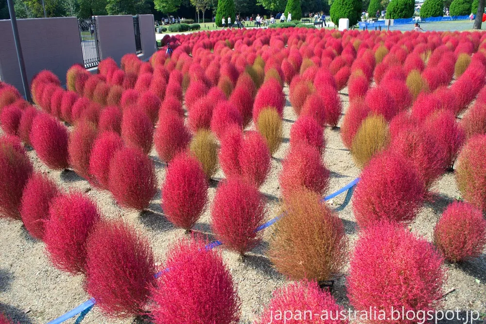 Кохия веничная Kochia Scoparia