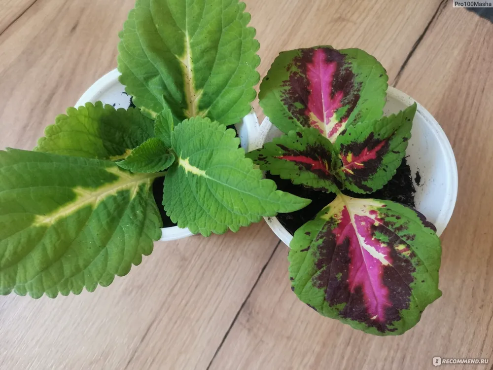 Колеус Пумила Coleus pumila