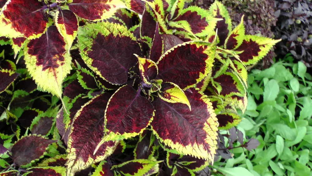 Колеус Ренельта Coleus rehneltianus